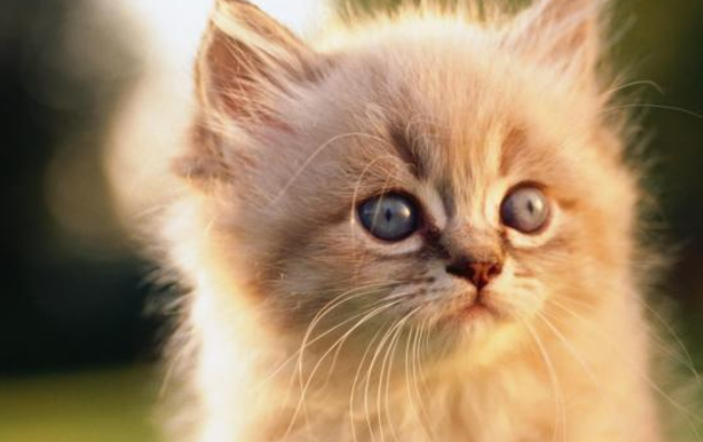 猫咪为什么喜欢蹭来蹭去? 猫咪为什么喜欢蹭来蹭去?