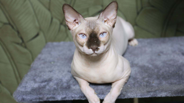 斯芬克斯猫公母特点