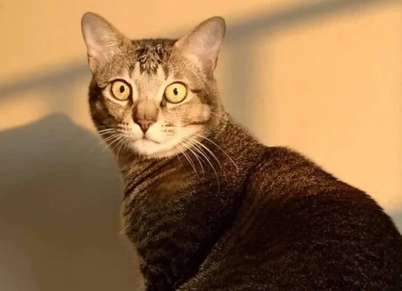 中华神猫之“雀猫”,为什么说是猫界“大哥”?这几点太优秀了-宠物网