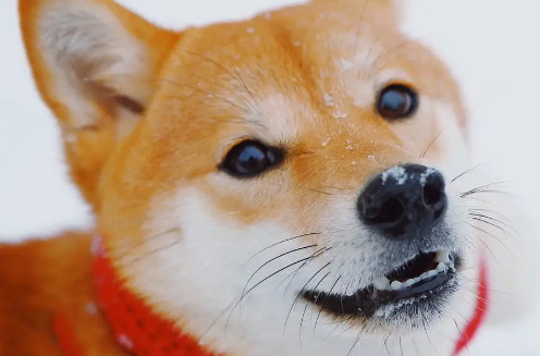柴犬几个月能看出品相 柴犬几个月能看出品相