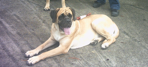 斗牛马士提夫犬的养护常识？注意日常卫生