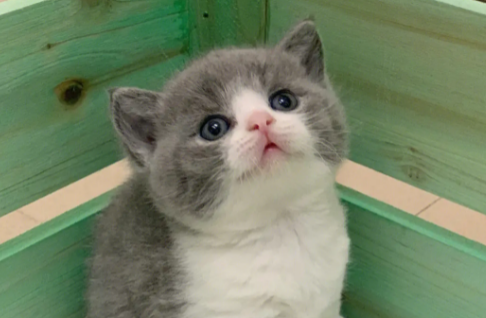 英国短毛猫简介价格