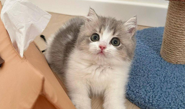 流浪猫报恩,居然给主人送来这些 流浪猫报恩,居然给主人送来这些
