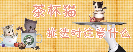 茶杯猫挑选时注意什么?一文为你解答 茶杯猫挑选时注意什么?一文为你解答
