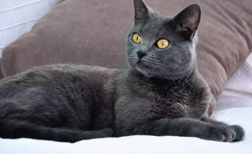 夏特尔猫一般多大发腮 夏特尔猫介绍 夏特尔猫一般多大发腮 夏特尔猫介绍