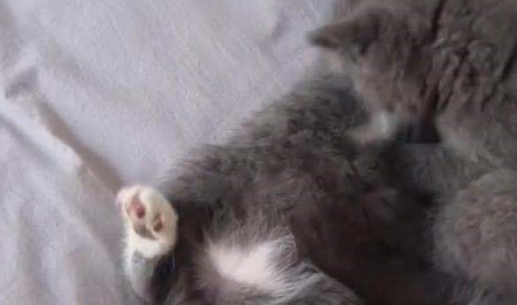 主人担心蓝猫太孤单,给它找了个小媳妇,结果自己天天吃狗粮 主人担心蓝猫太孤单,给它找了个小媳妇,结果自己天天吃狗粮