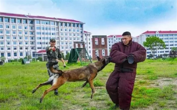 战斗力满满！一组酷图带你看军犬专业训练