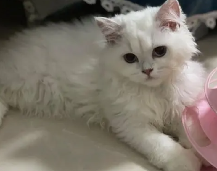 上海哪里买猫靠谱 | 推荐猫舍 | 小猫来了 上海哪里买猫靠谱 | 推荐猫舍 | 小猫来了