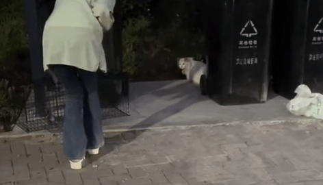 流浪的布偶猫似乎接受被抛弃的现实，远远地躲开人们的善意，而这一别就是永别