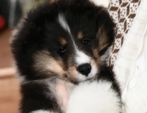 喜乐蒂狗为什么叫冷门犬 喜乐蒂狗为什么叫冷门犬