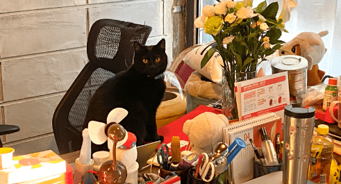 猫卜力 WE 宠物背包:推动供应链来实现创新 猫卜力 WE 宠物背包:推动供应链来实现创新