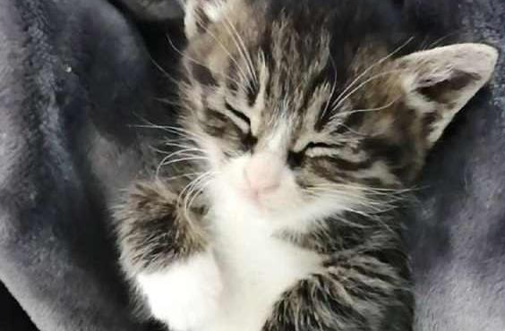 网友领养了一只狸花小奶猫,太萌了,小小年纪就非常霸道! 网友领养了一只狸花小奶猫,太萌了,小小年纪就非常霸道!