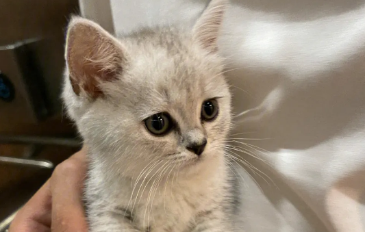 猫是如何成为年轻人的首选宠物？