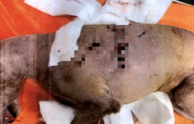 狗咬狗,谁担责?泰迪被大型犬咬伤!法院这样判→ 狗咬狗,谁担责?泰迪被大型犬咬伤!法院这样判→