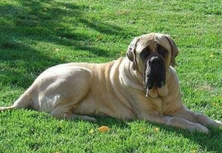 如何挑选斗牛马士提夫犬 身体越坚实越好