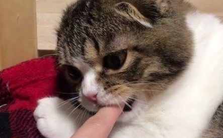 这猫太机智了，知道用这种方式讨好铲屎官，猫咪：加小鱼干！