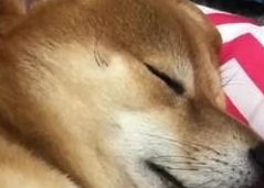 柴犬熟睡后毫无形象,不仅仅嘴角上扬舌头还不断抽动,它梦见了啥 柴犬熟睡后毫无形象,不仅仅嘴角上扬舌头还不断抽动,它梦见了啥