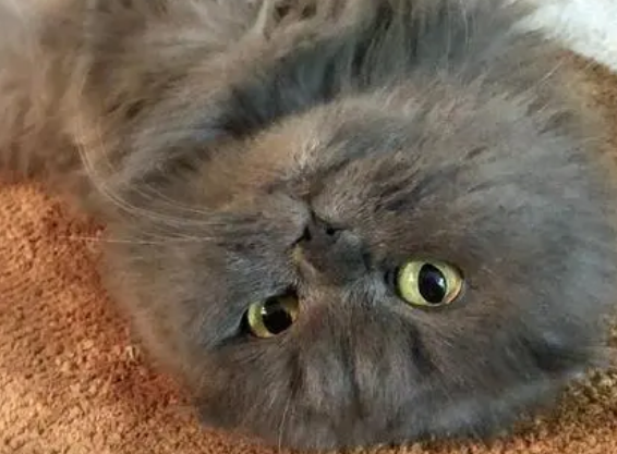 猫返祖是什么?是好还是坏? 猫返祖是什么?是好还是坏?