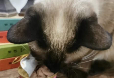 郝哧猫罐头可以隔夜吗 郝哧猫罐头可以隔夜吗