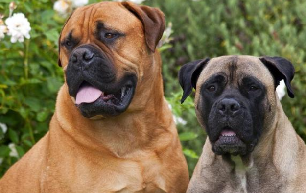 斗牛马士提夫犬的日常护理,不需要常洗澡 斗牛马士提夫犬的日常护理,不需要常洗澡