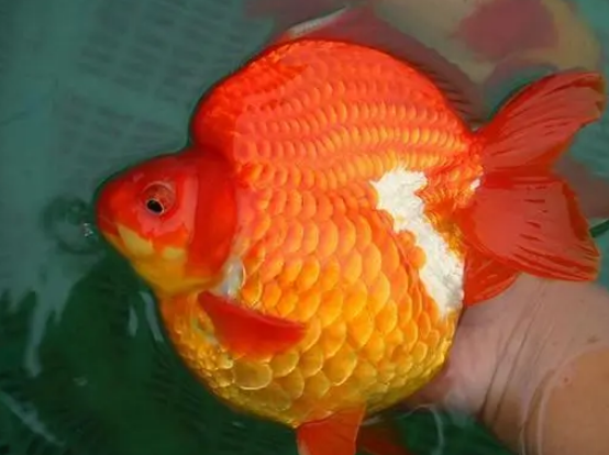 你们说：鎏金金鱼买大的还是小的？