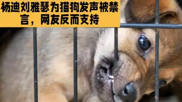 明星谈流浪狗遭反噬,刘雅瑟杨迪被禁言引发思考 明星谈流浪狗遭反噬,刘雅瑟杨迪被禁言引发思考