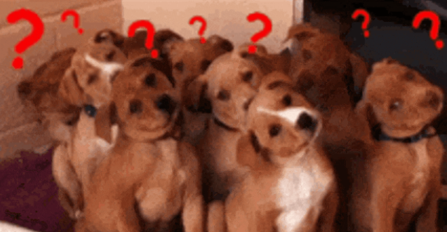 为什么狗会把脑袋歪向一边？