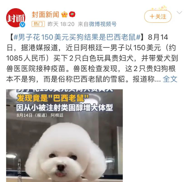 花一千多买了两只贵宾犬,医院医生说:你这狗不是狗,是老鼠... 花一千多买了两只贵宾犬,医院医生说:你这狗不是狗,是老鼠...