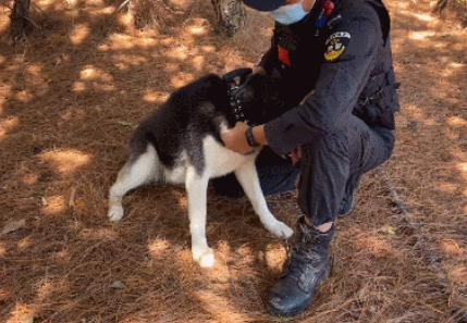 哈士奇成为搜救犬，把自己走丢了.......