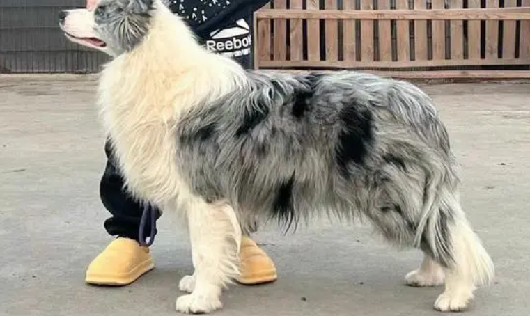 边牧犬陨石多少钱一只幼崽