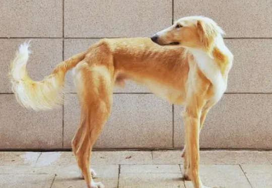 它是哮天犬原型，奔跑时速高达60公里，如今在中国濒临灭绝