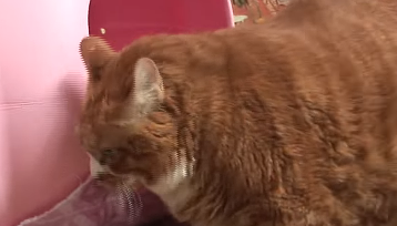 网友家养超胖橘猫，看起来像一个巨大面包，连狗狗都不敢和它抢食