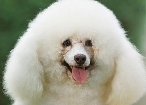 利美狗粮质量怎么样 利美狗粮质量怎么样