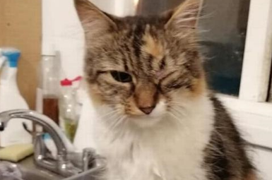 猫咪回家后一只眼睛睁不开，带猫咪去检查，发现是被人用胶水黏住