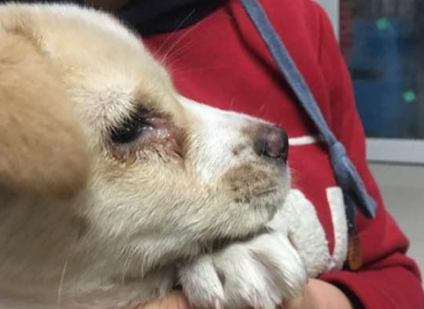 犬瘟能治好吗