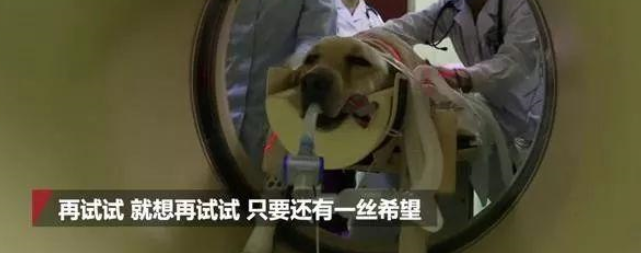 看得泪奔!功勋军犬患癌将离去,战友抱着它失声痛哭…… 看得泪奔!功勋军犬患癌将离去,战友抱着它失声痛哭……