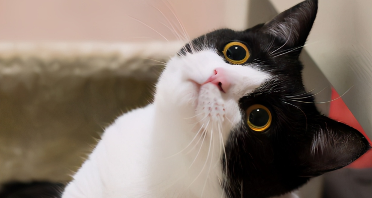 什么是奶牛猫?奶牛猫怎么看品相 什么是奶牛猫?奶牛猫怎么看品相