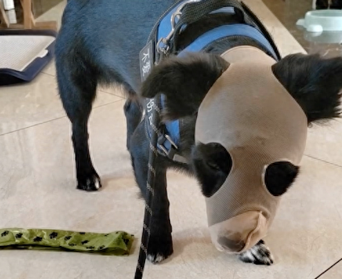 买的狗狗嘴套还没到货,网友先用丝袜自制了一个! 买的狗狗嘴套还没到货,网友先用丝袜自制了一个!