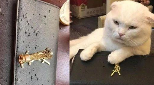 救命啊,我被猫家暴了! 救命啊,我被猫家暴了!