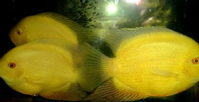 金菠萝鱼好养吗?对水质适应能力较强 金菠萝鱼好养吗?对水质适应能力较强