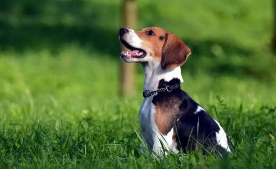 哈利犬好养吗