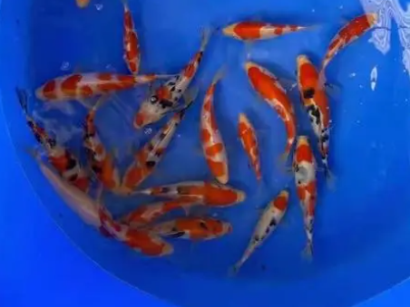 大正三色锦鲤怎么养 注意水色是否正常 大正三色锦鲤怎么养 注意水色是否正常