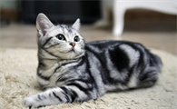美国短毛猫怎么养