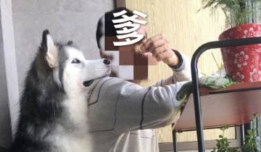 一只爱撒娇的二哈,连吃饭都寸步不离宠主,真是一个磨人的小妖精 一只爱撒娇的二哈,连吃饭都寸步不离宠主,真是一个磨人的小妖精