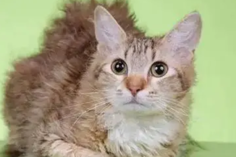 电烫卷猫多少钱一只，电烫卷猫价格