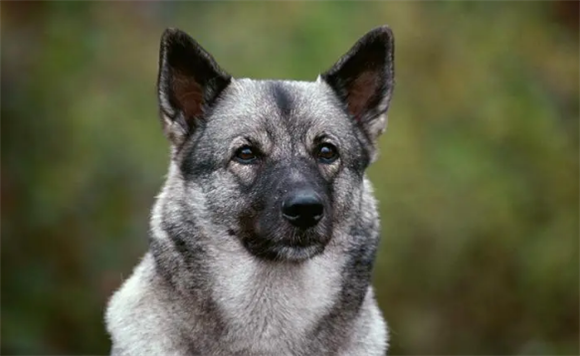 挪威猎麋犬的日常护理?美容护理技巧 挪威猎麋犬的日常护理?美容护理技巧
