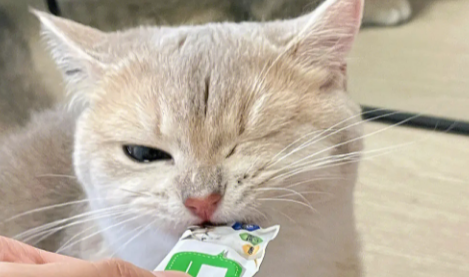 饱崽饭猫条：高品质、营养丰富的猫条
