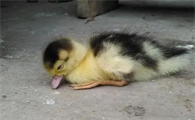 小鸭子洗澡了怎么抢救