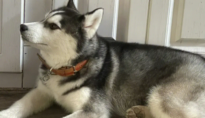 哈士奇：我为什么不能当警犬？网友：你自己心里没数吗
