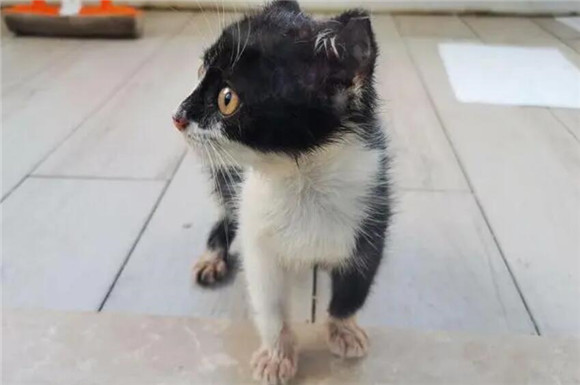 乌云盖雪猫有什么说法？有什么寓意和象征